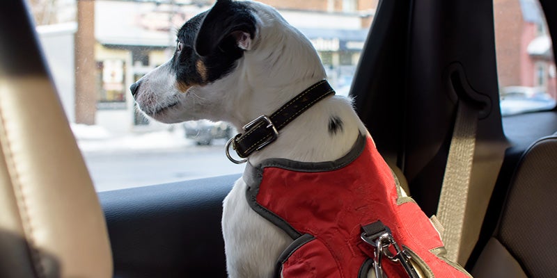 Zimbrick Detailing & Window Tint Service